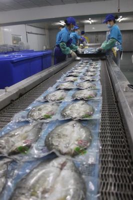 价格新航向 珠海海鲈鱼企业重塑白蕉海鲈市场路径