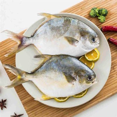 黄埔港进口水产品注意事项及所需资料全指南